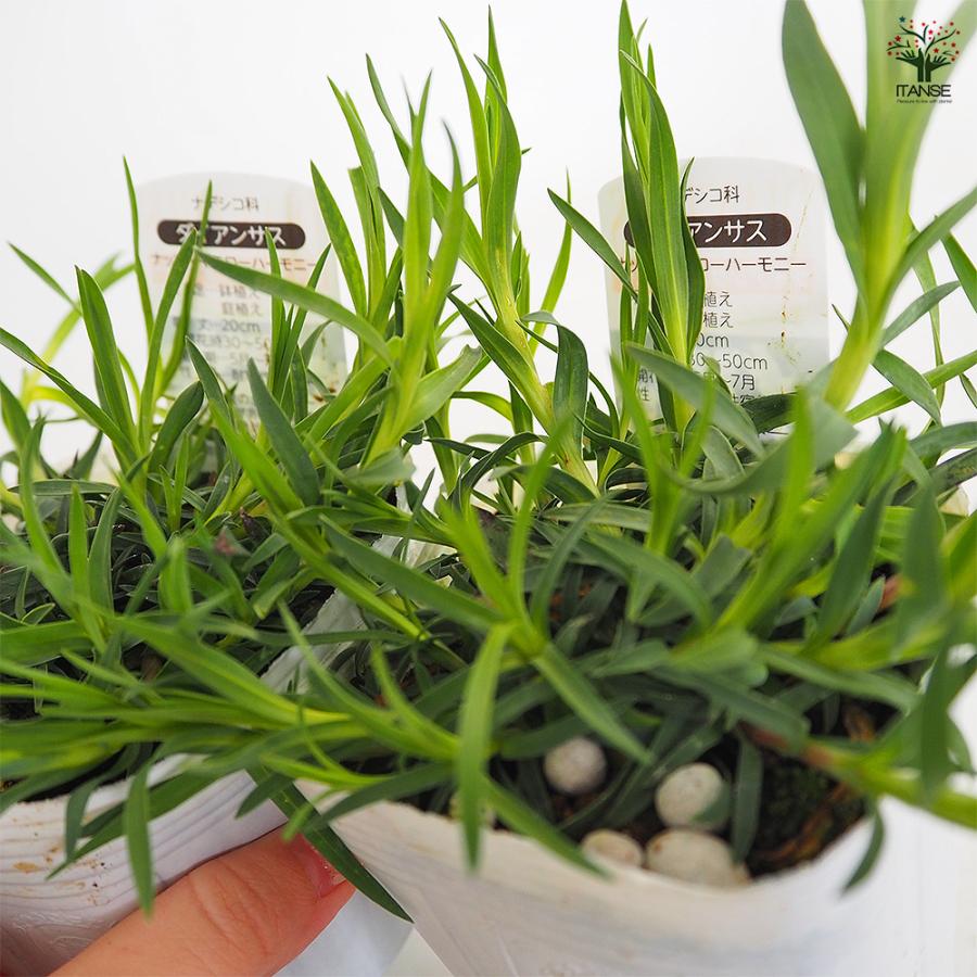 ダイアンサス ナッピーイエロー 花苗 3.5号/1個売り 花の苗 花 苗