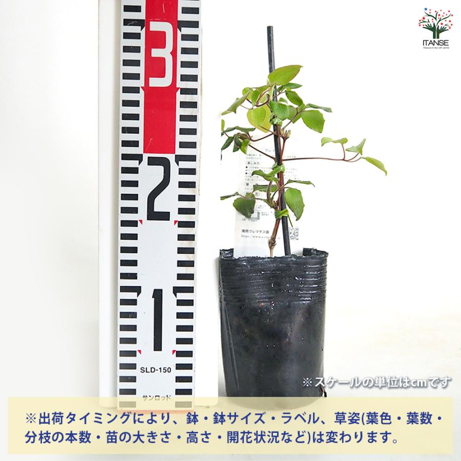 クレマチス 初夏のおとずれ 花苗 3.5号/1個売り 花の苗 花木の苗 花木
