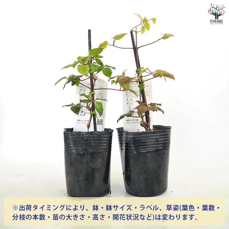 クレマチス 初夏のおとずれ 花苗 3.5号/1個売り 花の苗 花木の苗 花木