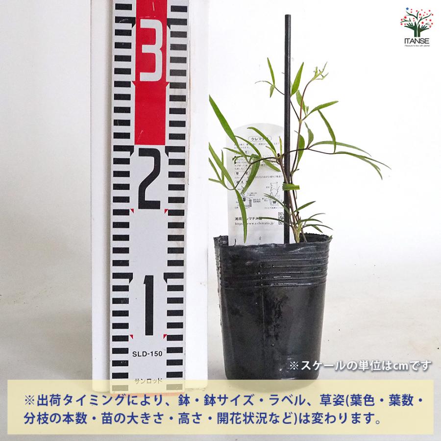 クレマチス 吉野霞 花苗 3.5号/1個売り 花の苗 花木の苗 花木 風車