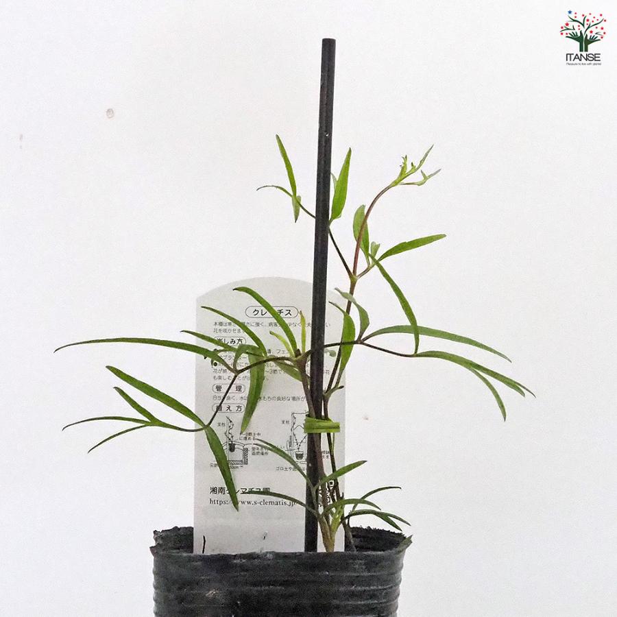 クレマチス 吉野霞 花苗 3.5号/1個売り 花の苗 花木の苗 花木 風車
