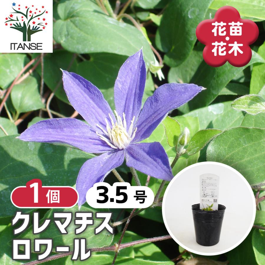 クレマチス ロワール 花苗 3.5号/1個売り 花の苗 花木の苗 花木 風車