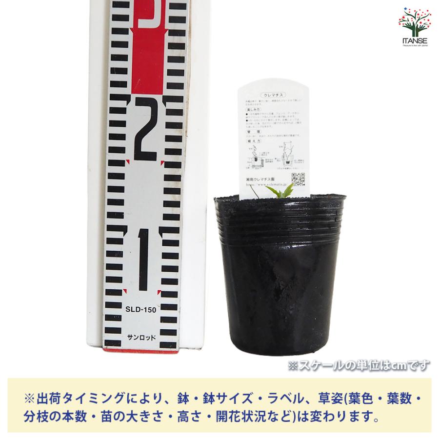 クレマチス ロワール 花苗 3.5号/1個売り 花の苗 花木の苗 花木 風車
