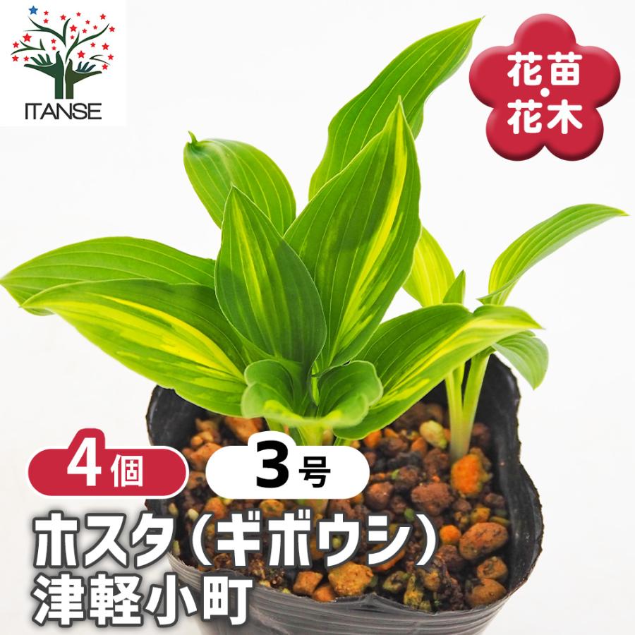 ホスタ(ギボウシ) 津軽小町 花木苗 3号/お買い得4個セット 花苗 宿根草
