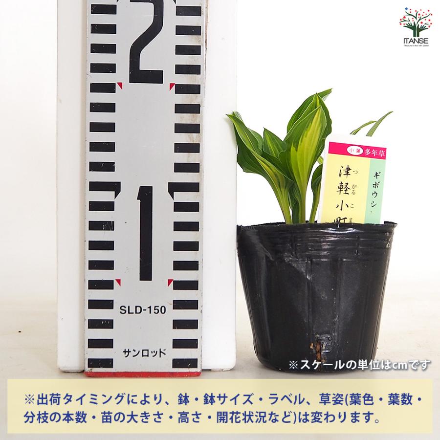 【ご依頼品】 ホスタ 5品種 苗 ホスタ(ギボウシ) 津軽小町 花木苗 3号/お買い得4個セット 花苗 宿根草