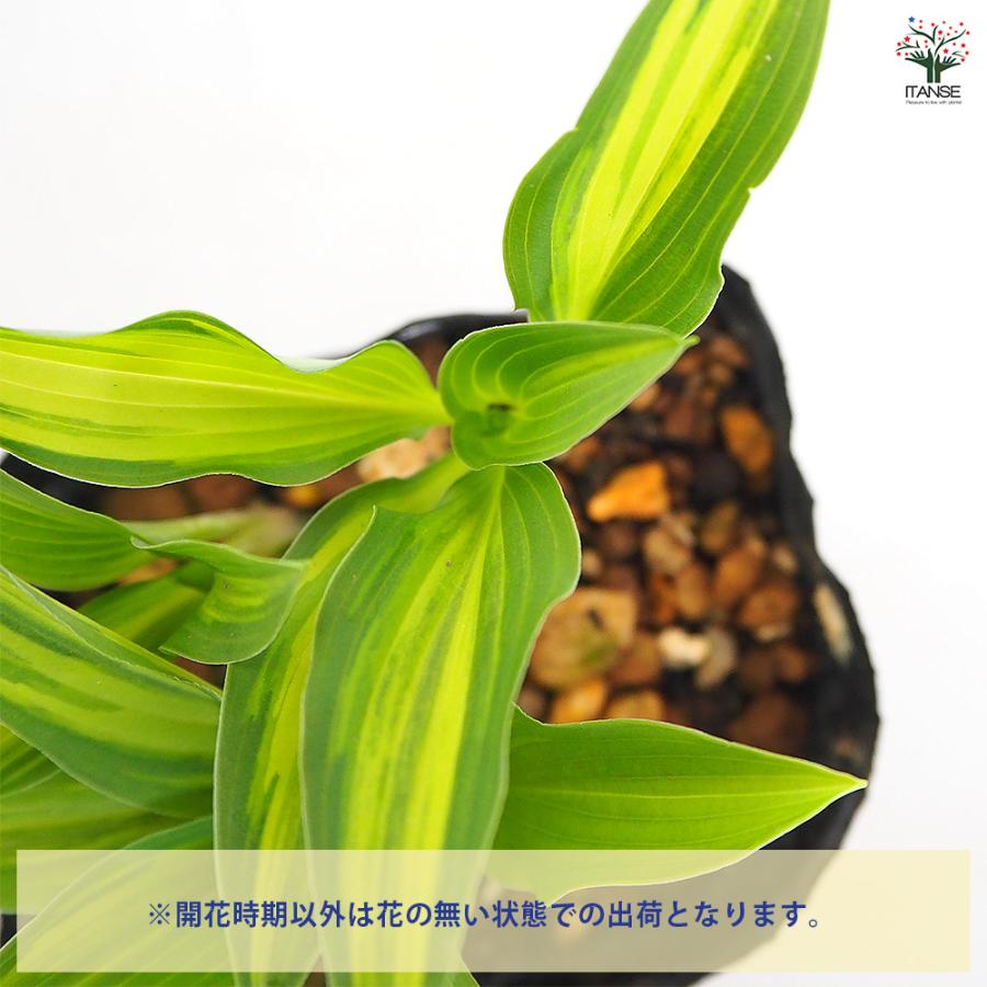 ホスタ(ギボウシ) 津軽小町 花木苗 3号/お買い得4個セット 花苗 宿根草