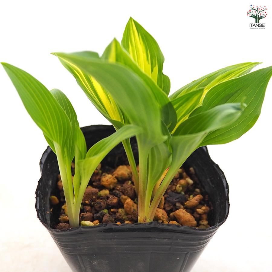 ホスタ(ギボウシ) 津軽小町 花木苗 3号/お買い得4個セット 花苗 宿根草
