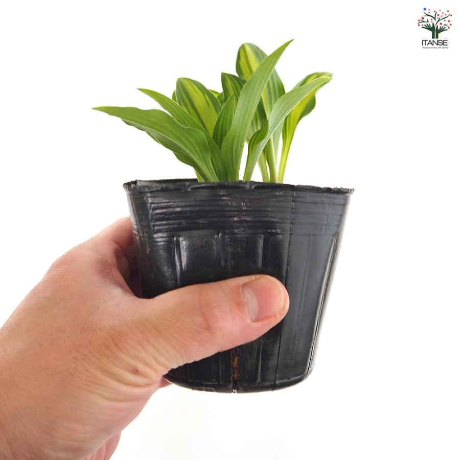 ホスタ(ギボウシ) 津軽小町 花木苗 3号/お買い得4個セット 花苗 宿根草