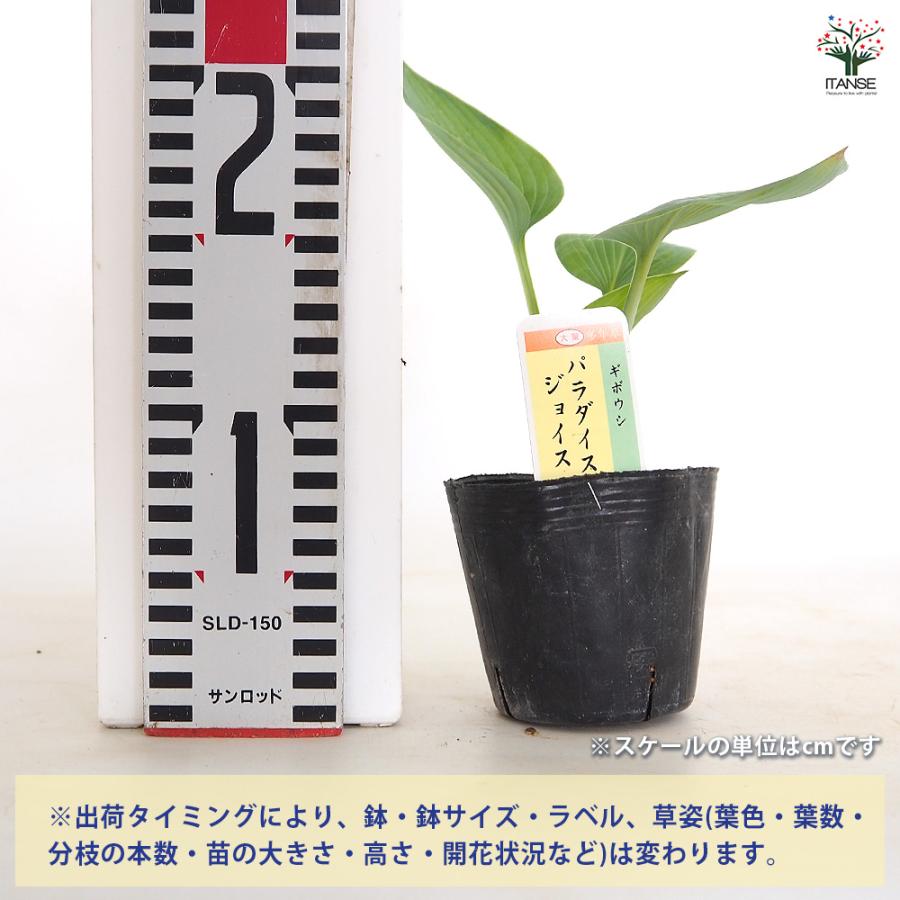 ホスタ(ギボウシ) パラダイスジョイス 花木苗 3号/お買い得2個セット