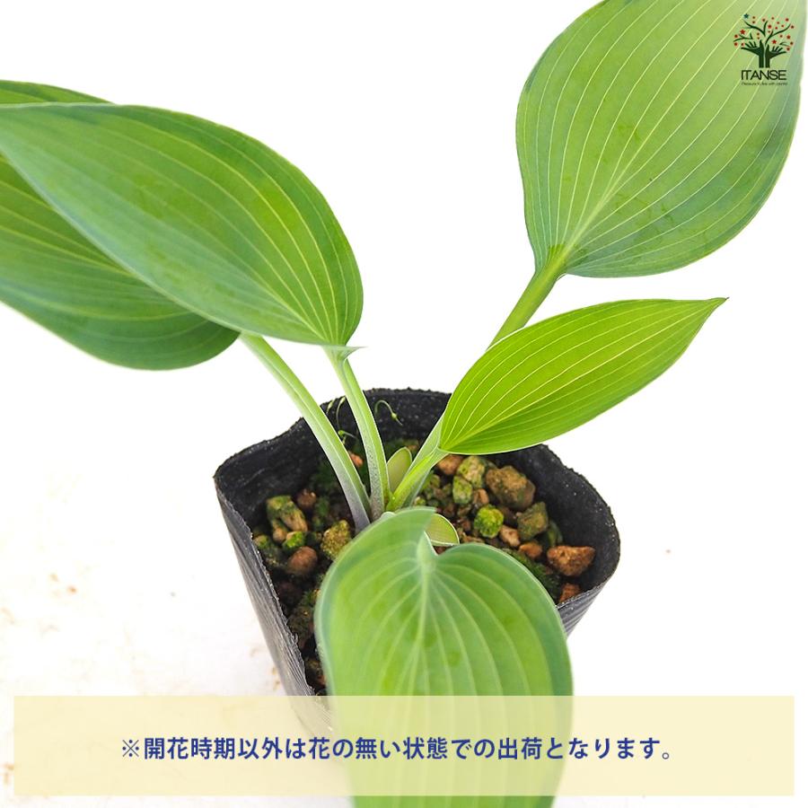 ホスタ(ギボウシ) パラダイスジョイス 花木苗 3号/お買い得2個セット