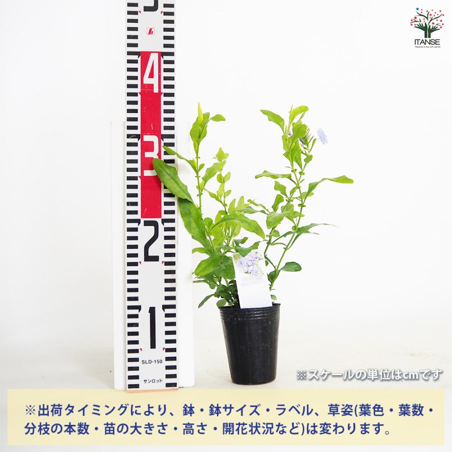 プルンバーゴ インペリアルブルー 花苗 2.5号/1個売り 花木 花木苗 花