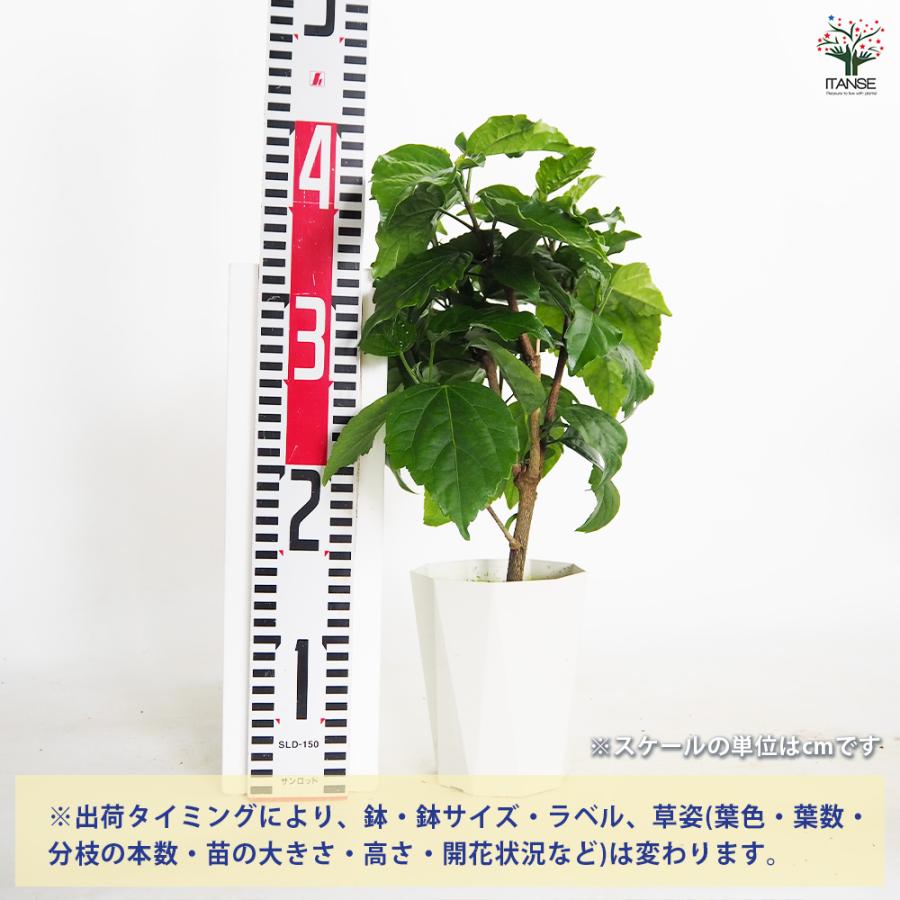 ハイビスカス てぃーだ レッドマジック 花木苗 4号/1個売り ハワイアン
