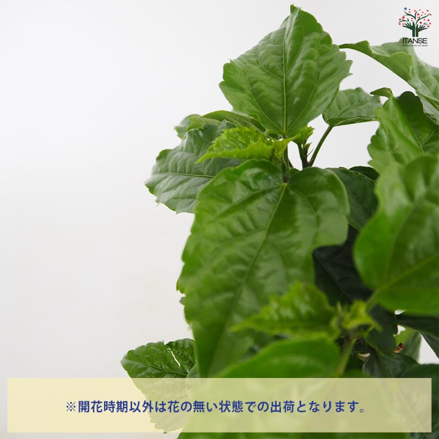 ハイビスカス てぃーだ レッドマジック 花木苗 4号/1個売り ハワイアン