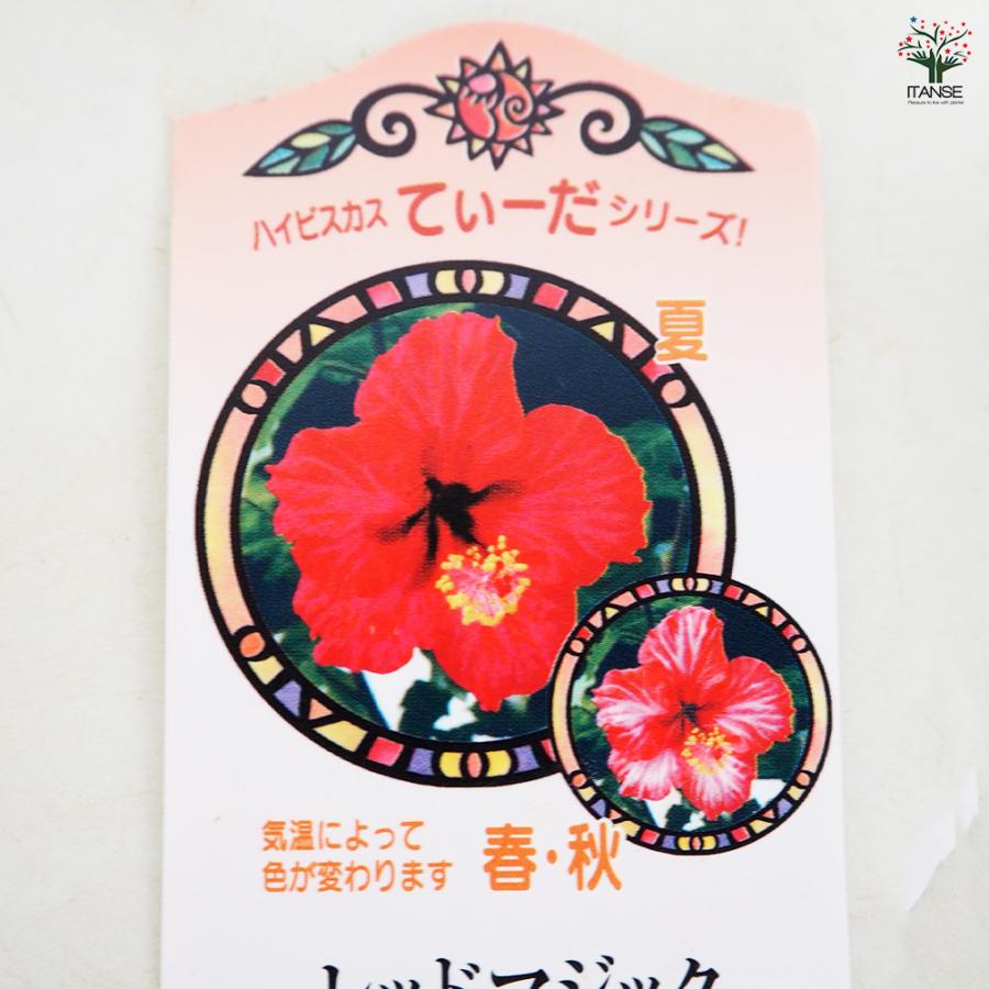 ハワイ種 苗 100本 無農薬 送料無料 ハイビスカス てぃーだ レッドマジック 花木苗 4号/1個売り ハワイアン