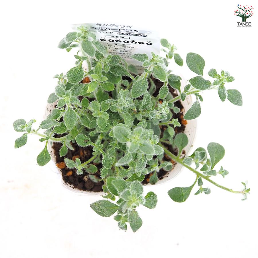 キンギョソウ(金魚草) シルバーピンク 花苗 3.5号/お買い得8個セット