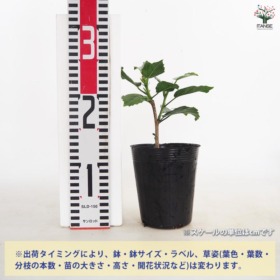 ハイビスカス ロングライフ品種見計らい 花木苗 4号/1個売り
