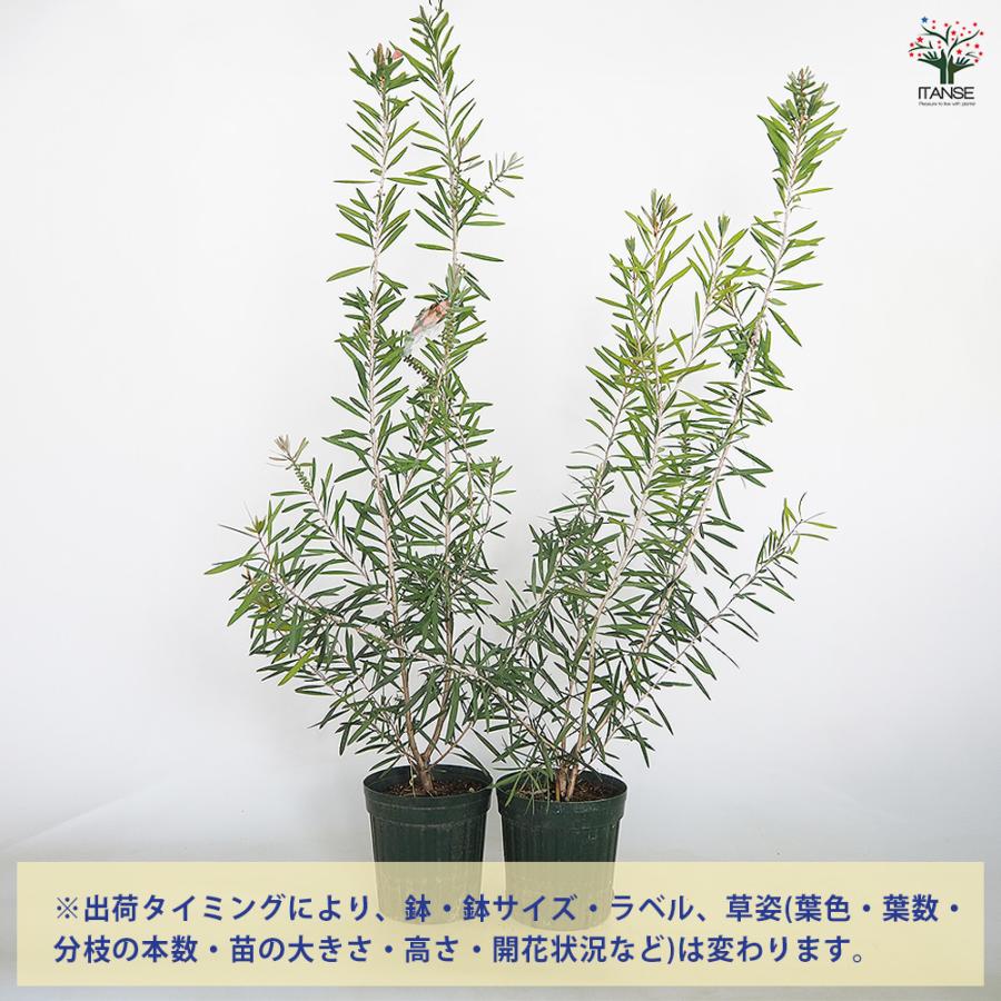 カリステモン ピンクシャンパン 花木苗 6号/1個売り ブラシの木