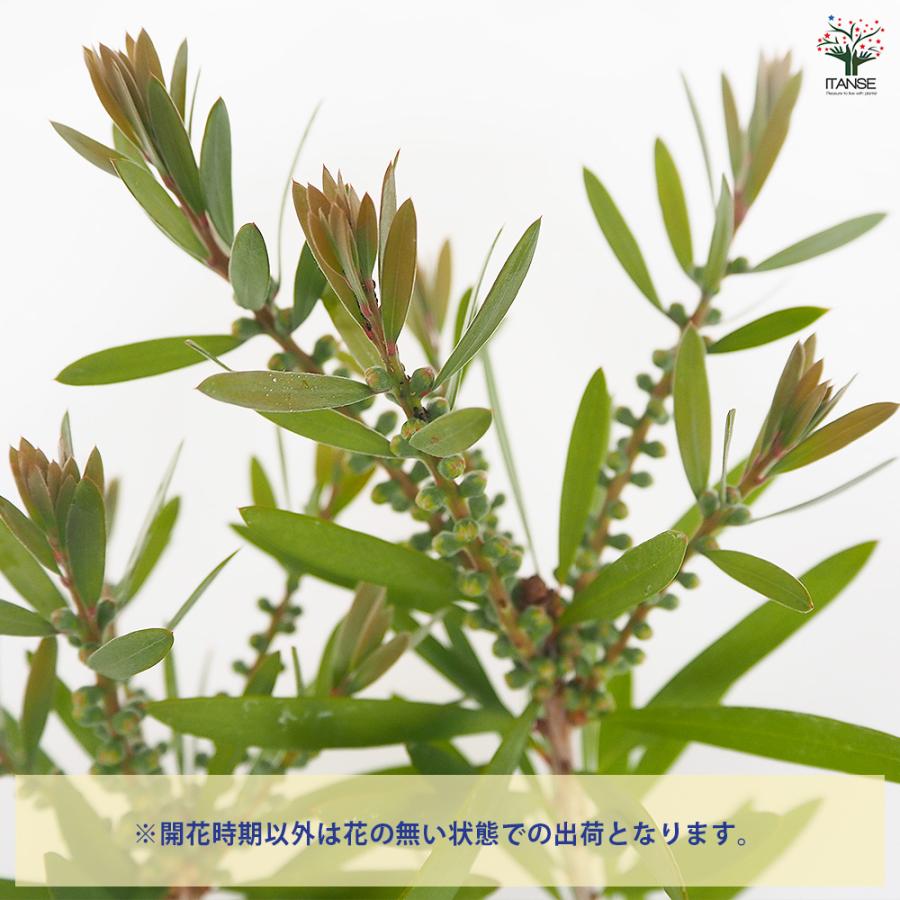 カリステモン ピンクシャンパン 花木苗 6号/1個売り ブラシの木