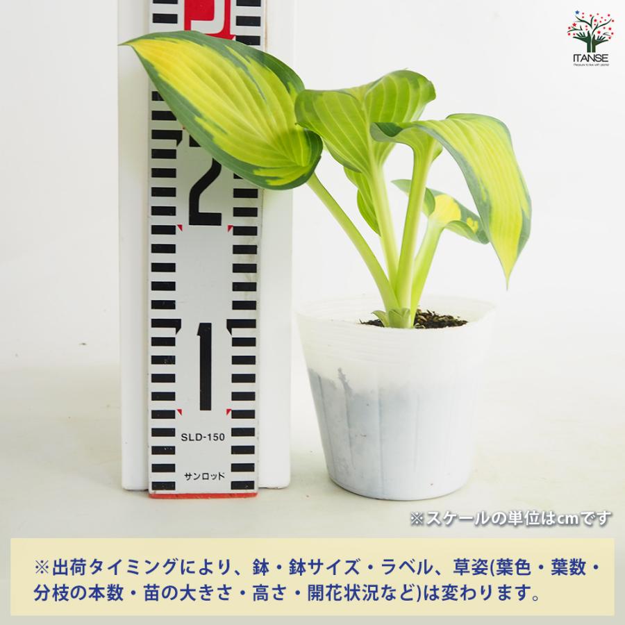 ホスタ(ギボウシ) ポールスグローリー 花苗 3.5号/1個売り 宿根草 庭園