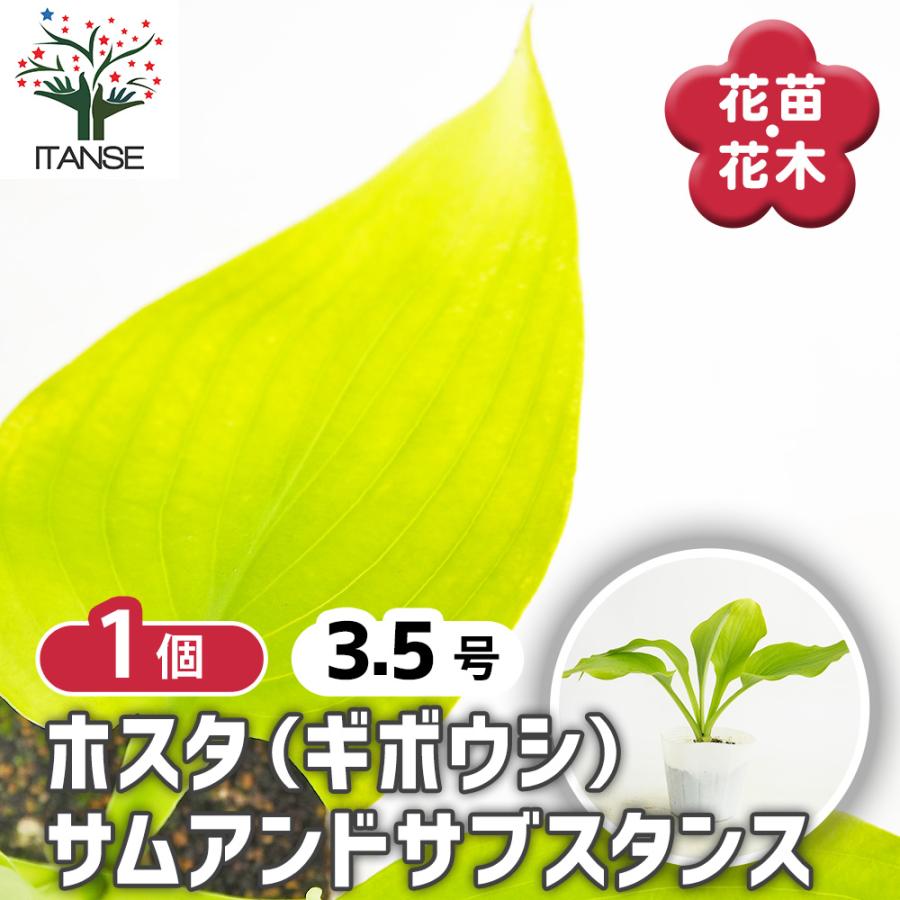 ホスタ(ギボウシ) サムアンドサブスタンス 花苗 3.5号/1個売り 宿根草 