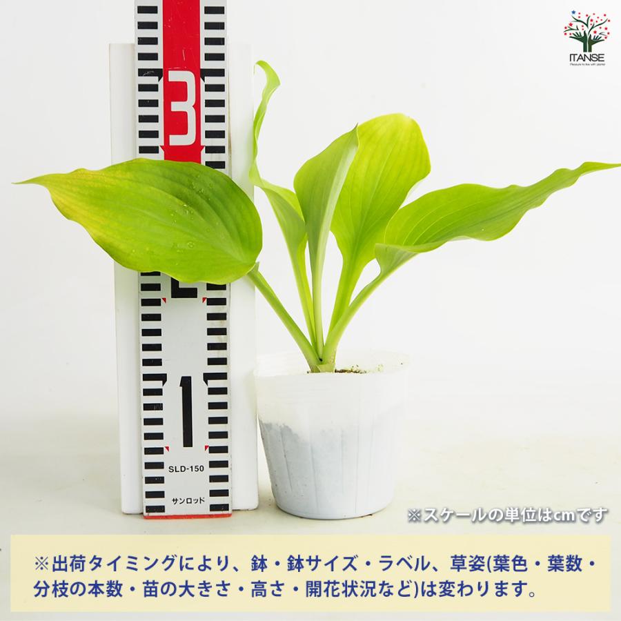 ホスタ(ギボウシ) サムアンドサブスタンス 花苗 3.5号/1個売り 宿根草 