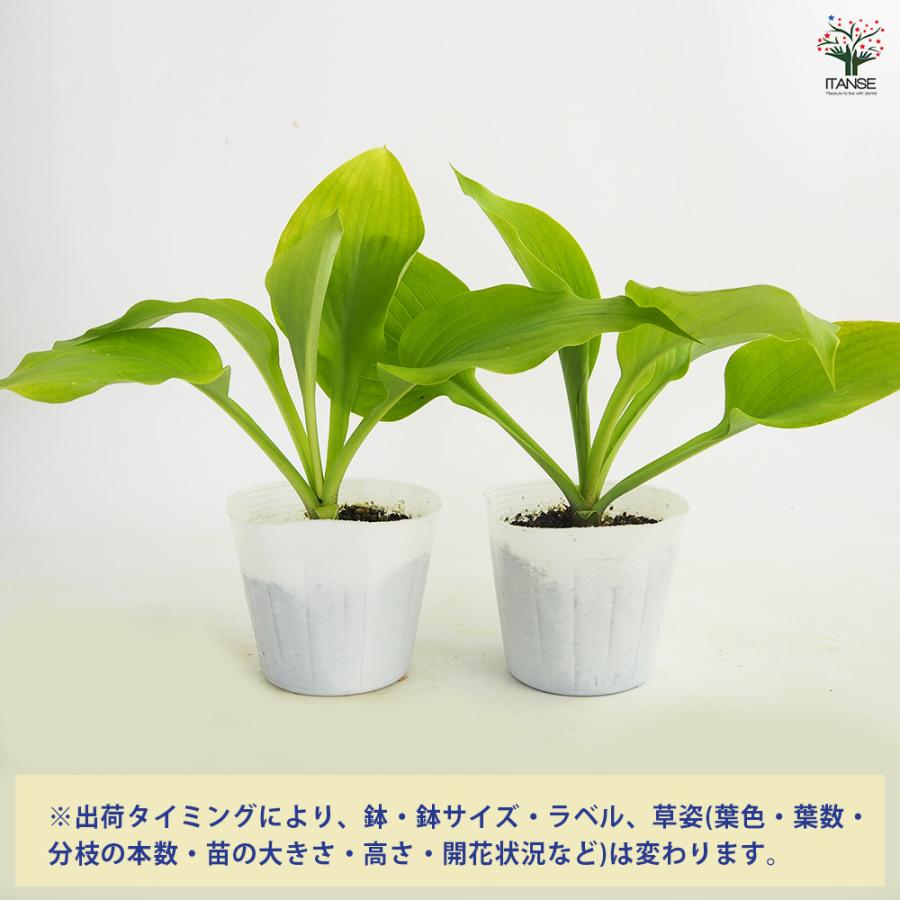 ホスタ(ギボウシ) サムアンドサブスタンス 花苗 3.5号/1個売り 宿根草 