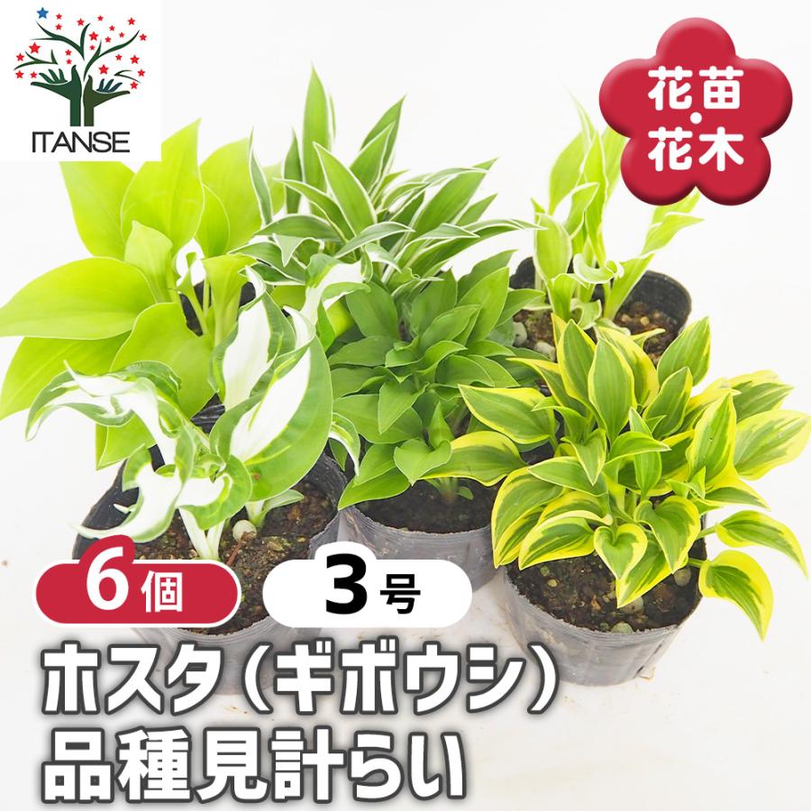 ホスタ(ギボウシ) 品種見計らい 花苗 3号/お買い得6個セット 宿根草