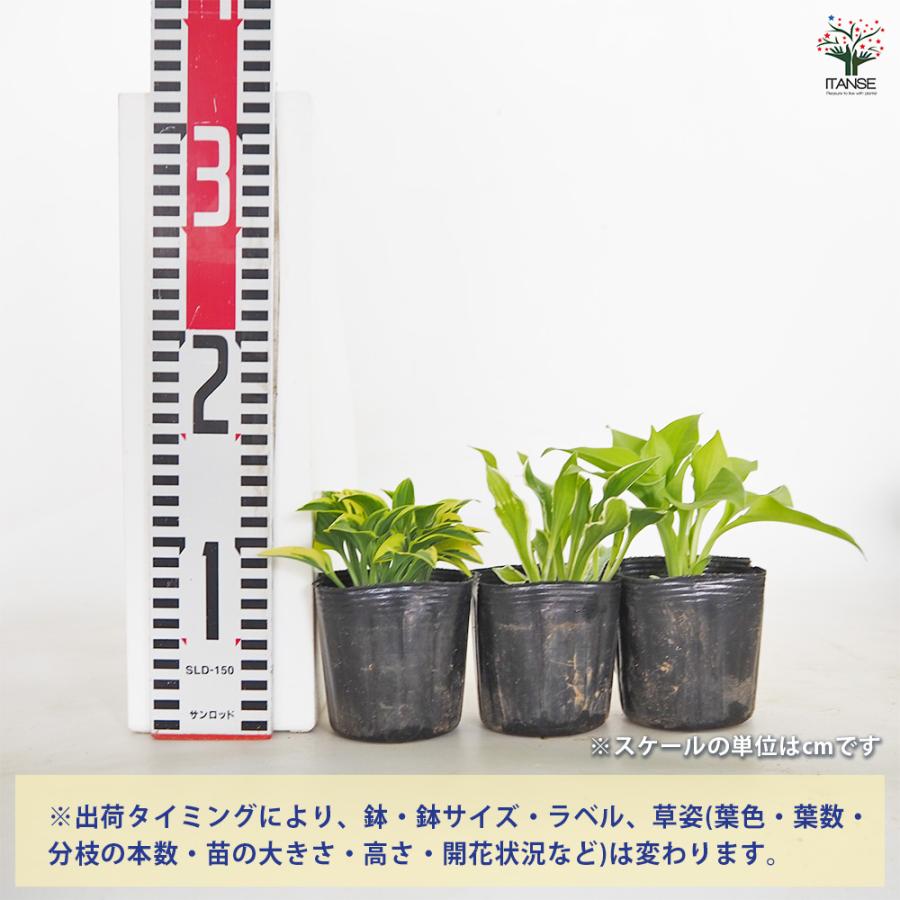 ホスタ(ギボウシ) 品種見計らい 花苗 3号/お買い得6個セット 宿根草