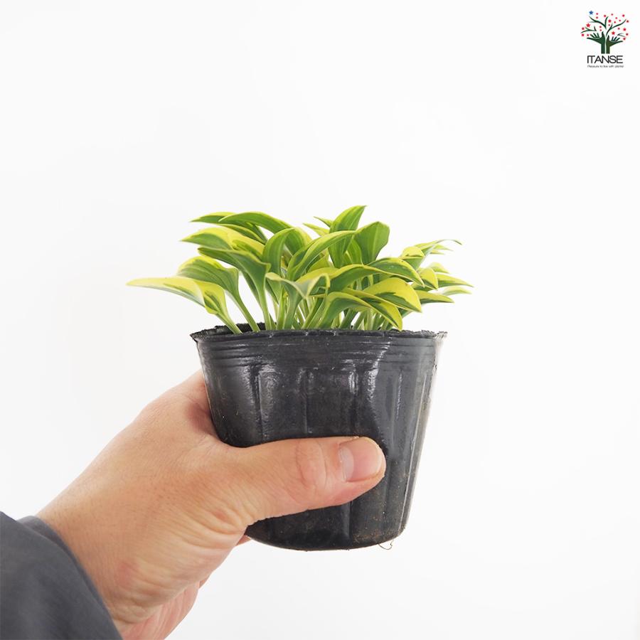 ホスタ(ギボウシ) 品種見計らい 花苗 3号/お買い得6個セット 宿根草