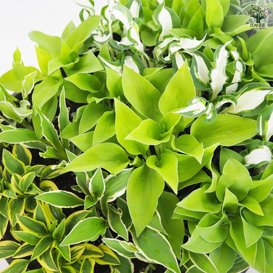 ホスタ(ギボウシ) 品種見計らい 花苗 3号/お買い得6個セット 宿根草