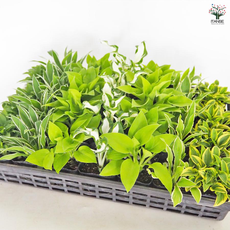 ホスタ(ギボウシ) 品種見計らい 花苗 3号/お買い得6個セット 宿根草