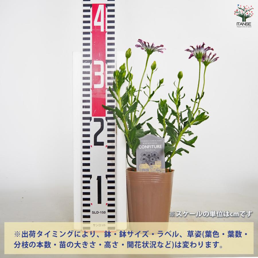 オステオスペルマム コンフィチュール キュイエdeベリー 花苗 3号