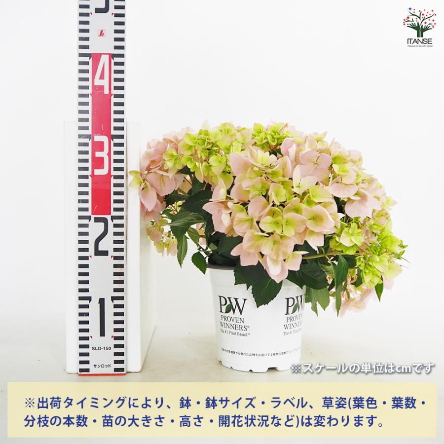 ラグランジア クリスタルヴェール2 ピンク 花苗 5号/1個売り 花木 花木
