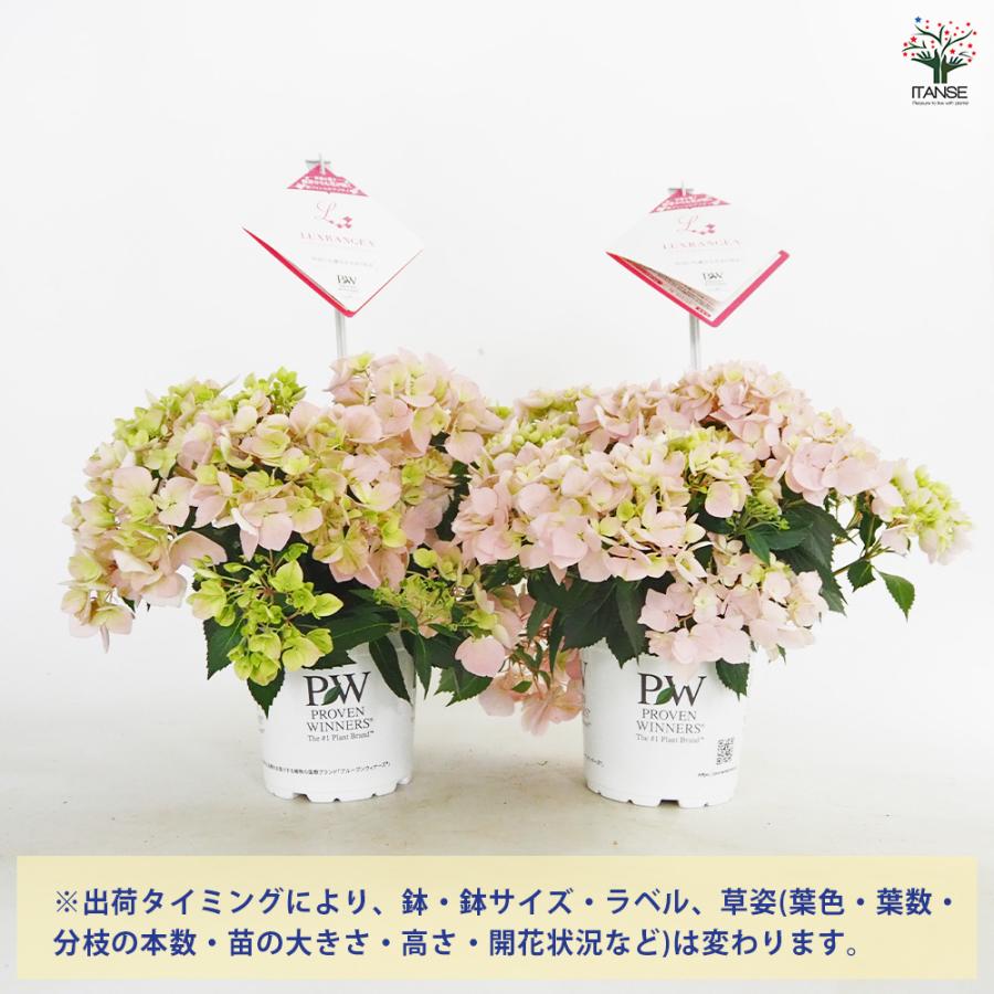 ラグランジア クリスタルヴェール2 ピンク 花苗 5号/1個売り 花木 花木