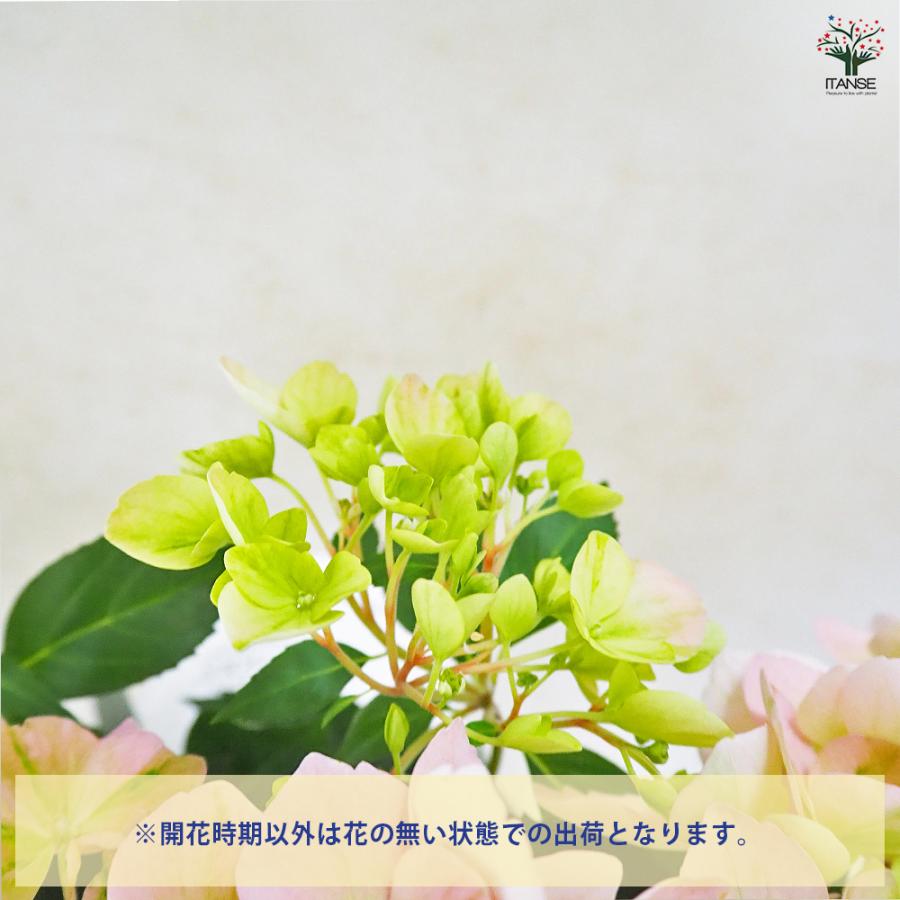 ラグランジア クリスタルヴェール2 ピンク 花苗 5号/1個売り 花木 花木