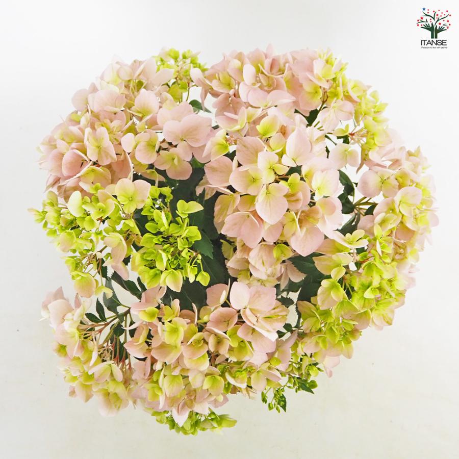 ラグランジア クリスタルヴェール2 ピンク 花苗 5号/1個売り 花木 花木