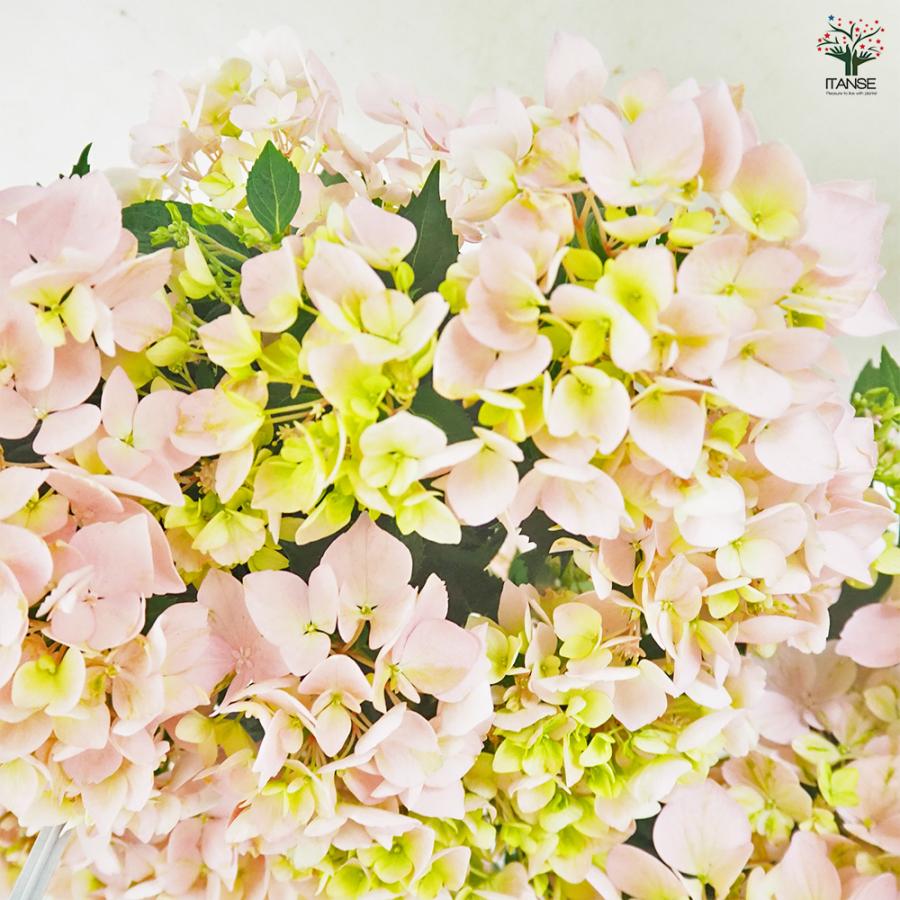 ラグランジア クリスタルヴェール2 ピンク 花苗 5号/1個売り 花木 花木