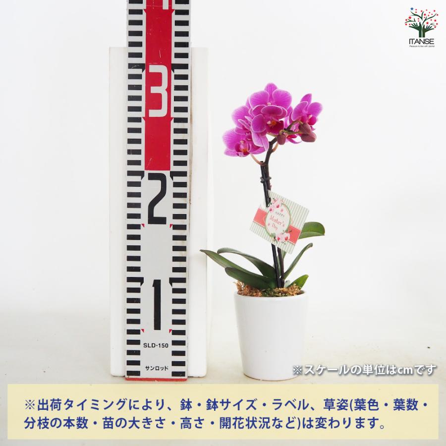 ラン科植物 陶器鉢入り 中型 胡蝶蘭 ミディMIX 陶器鉢(母の日ラッピング) 花苗 2.5号/1個売り ラン