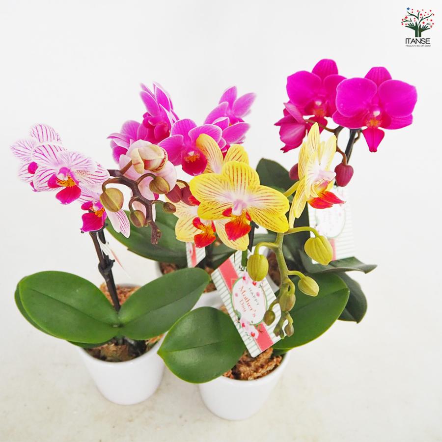 胡蝶蘭 ミディMIX 陶器鉢(母の日ラッピング) 花苗 2.5号/1個売り ラン