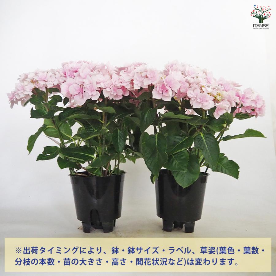 鮮やかなピンクの紫陽花 アジサイ 庭木　専用 アジサイ ふわり ピンク 花木苗 5号/1個売り あじさい苗 あじさい