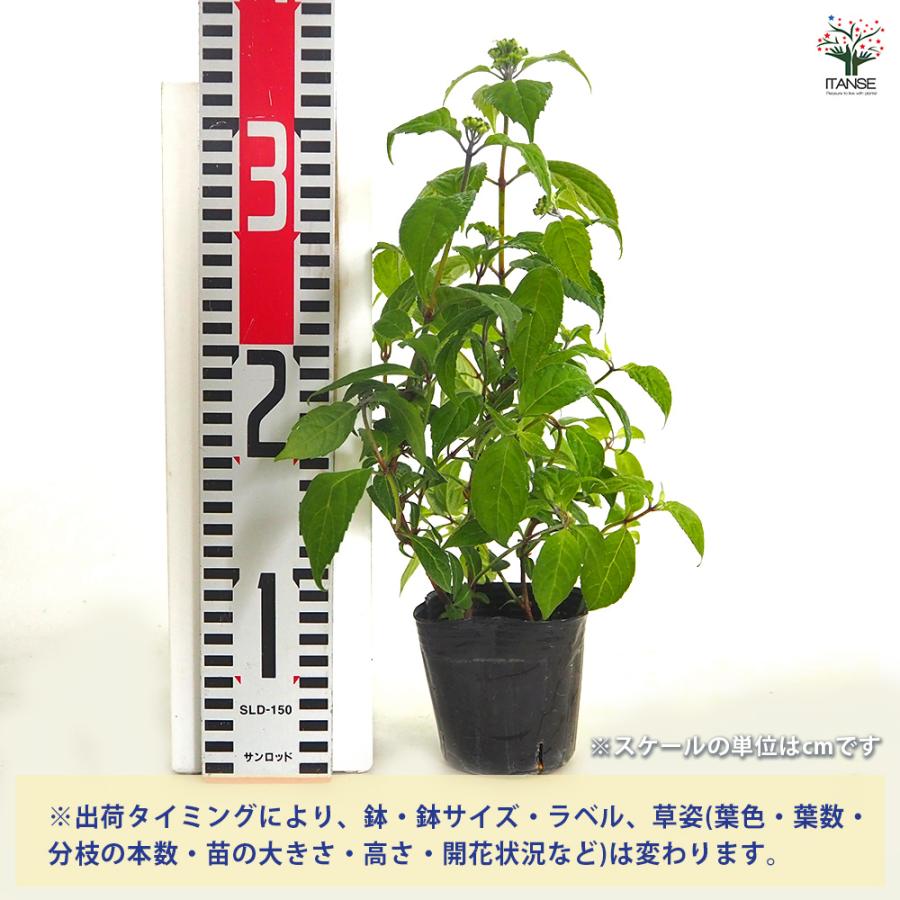 山アジサイ 津江のコデマリ 花木苗 3号/1個売り 花木 花木の苗 花の苗