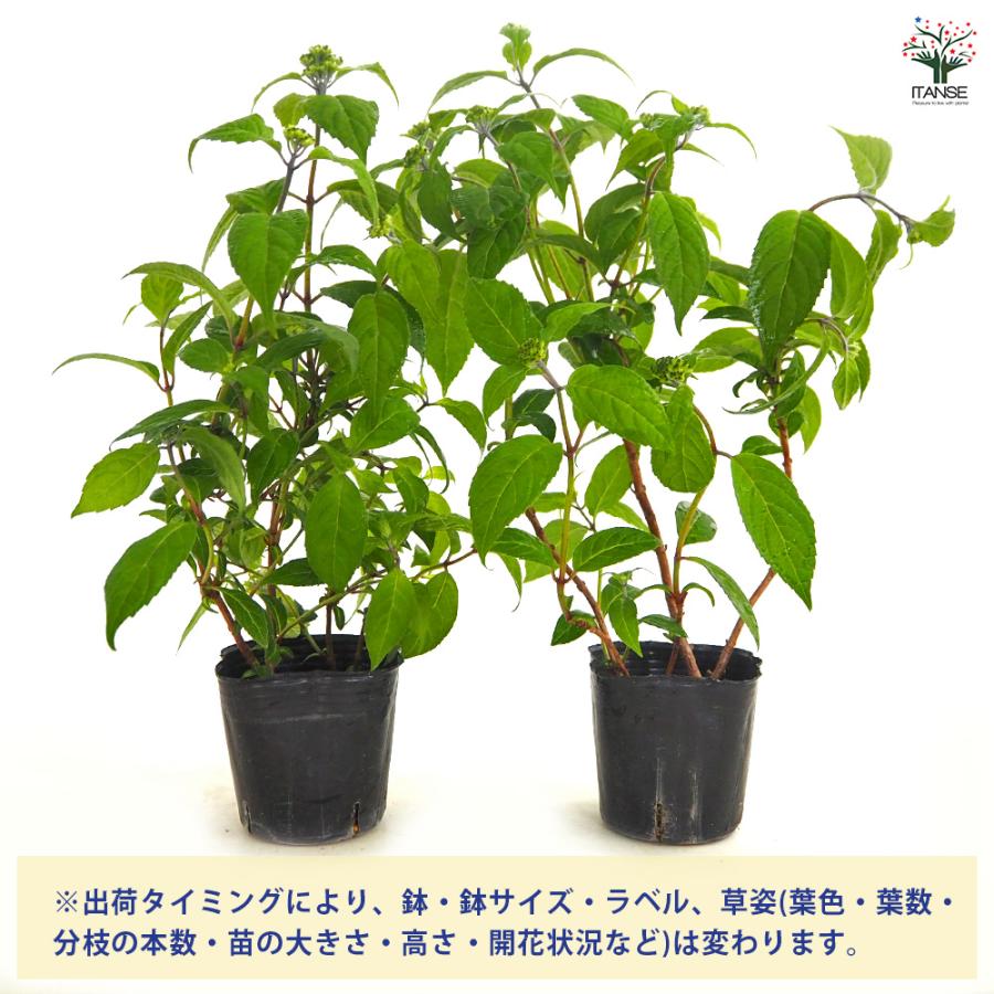 山アジサイ 津江のコデマリ 花木苗 3号/1個売り 花木 花木の苗 花の苗
