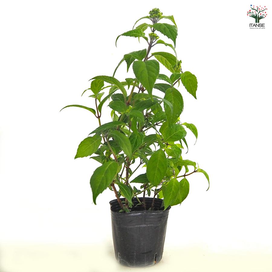山アジサイ 津江のコデマリ 花木苗 3号/1個売り 花木 花木の苗 花の苗