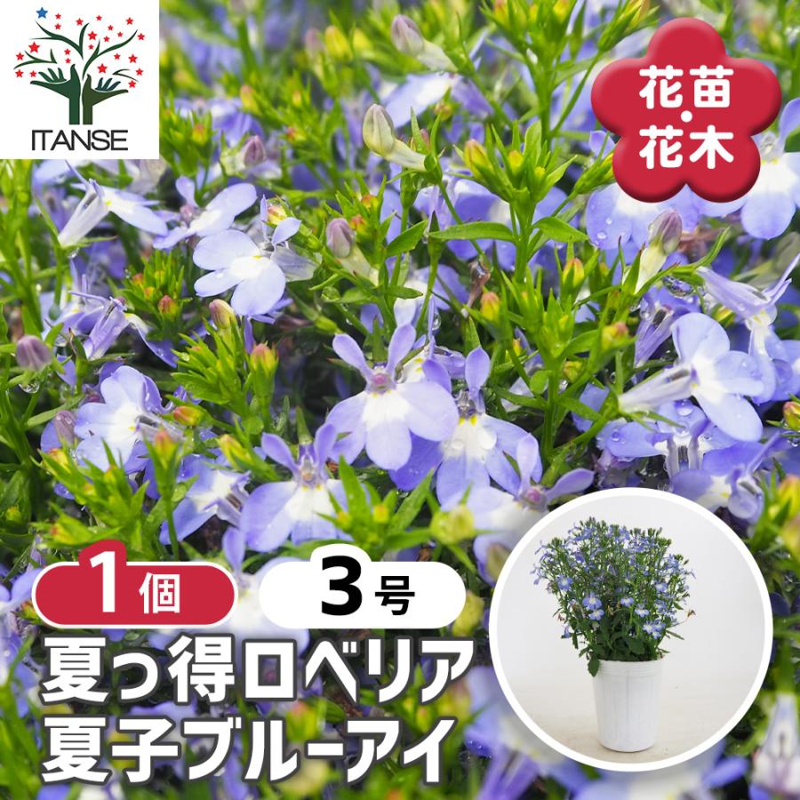 夏っ得ロベリア 夏子ブルーアイ 花苗 3号/1個売り ロベリア Lobelia
