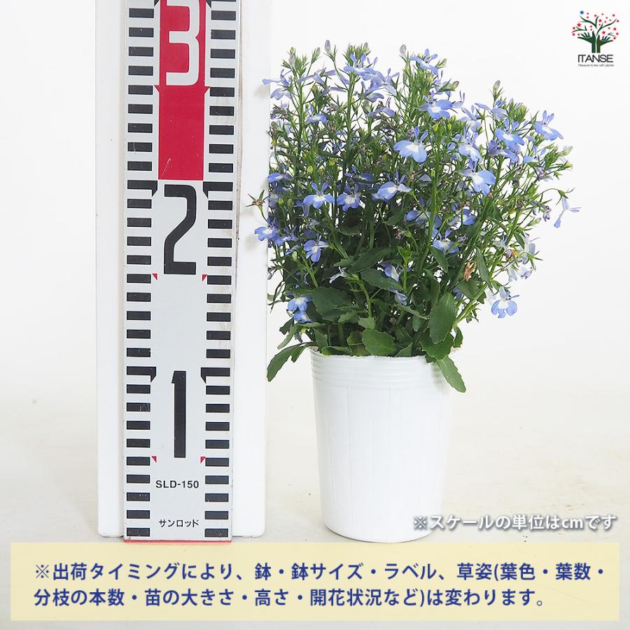夏っ得ロベリア 夏子ブルーアイ 花苗 3号/1個売り ロベリア Lobelia