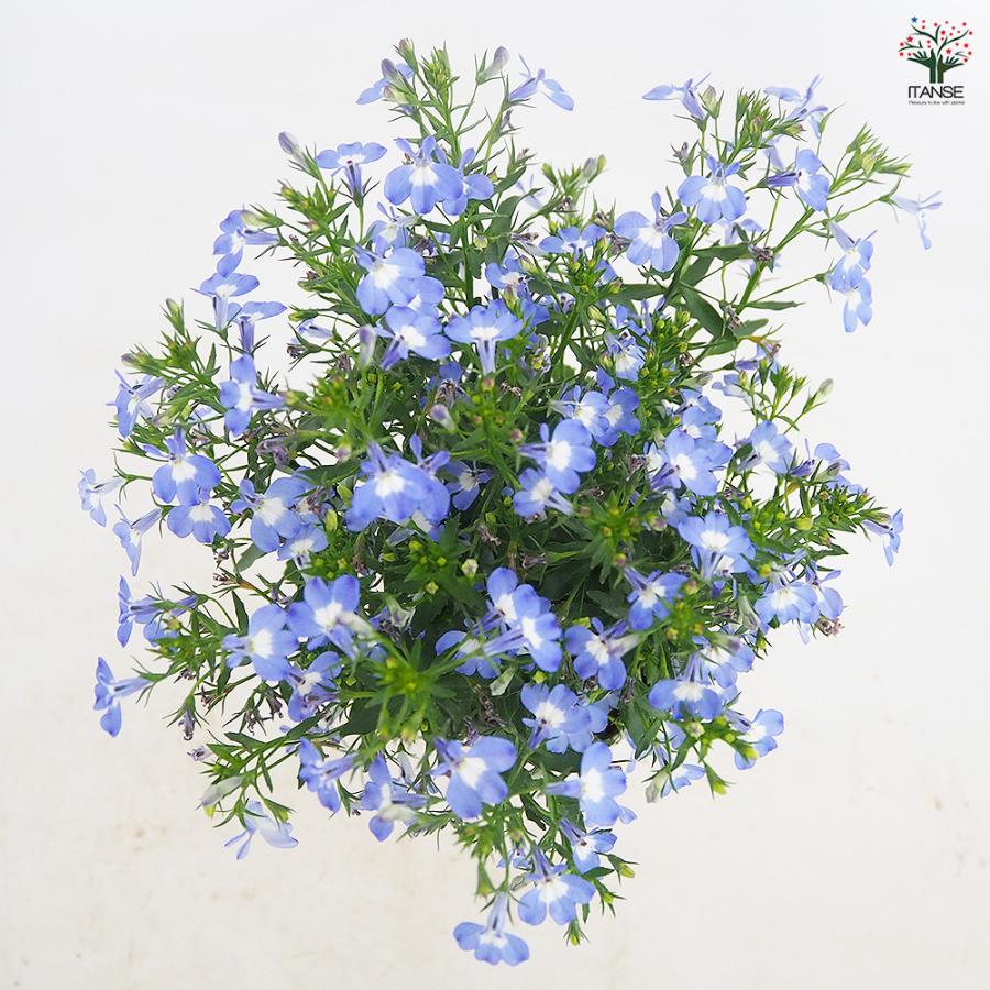 夏っ得ロベリア 夏子ブルーアイ 花苗 3号/1個売り ロベリア Lobelia