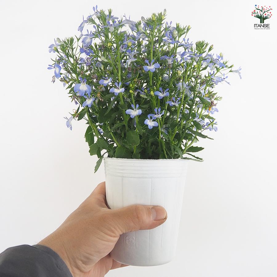 夏っ得ロベリア 夏子ブルーアイ 花苗 3号/1個売り ロベリア Lobelia