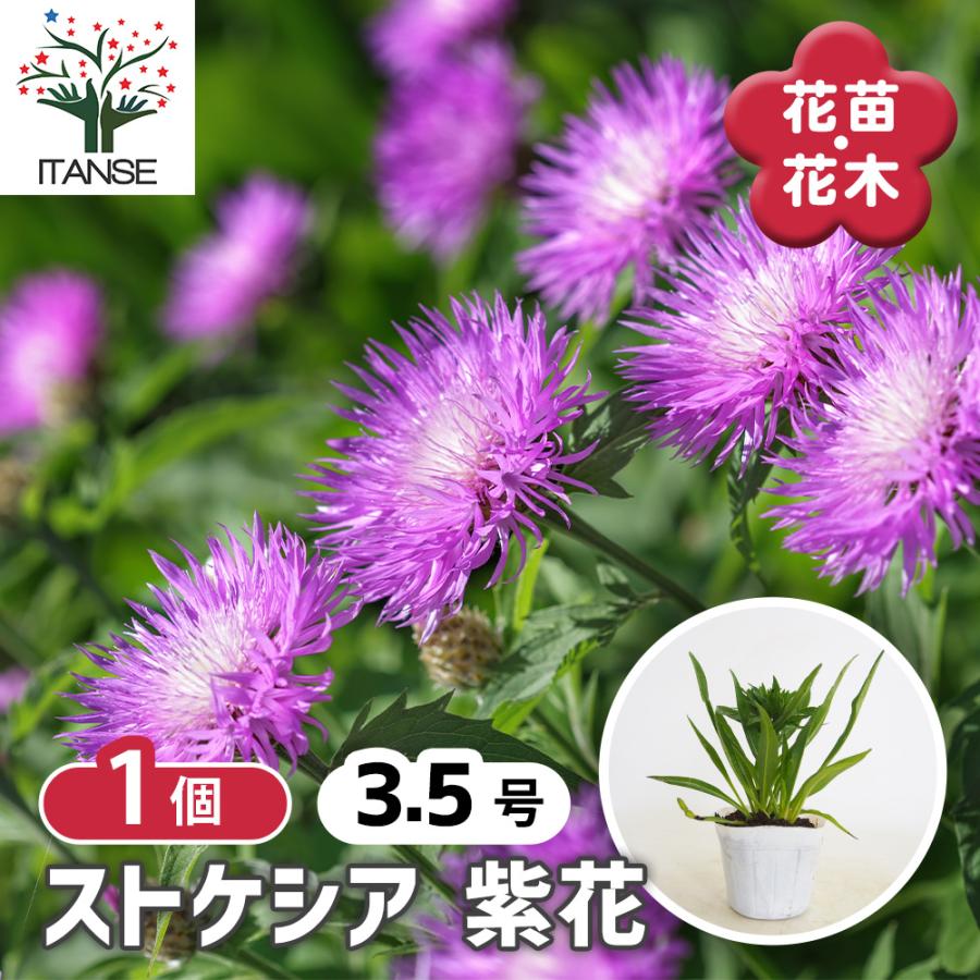 ストケシア 紫花 花苗 3.5号/1個売り 耐寒性 耐暑性 宿根草 繊細