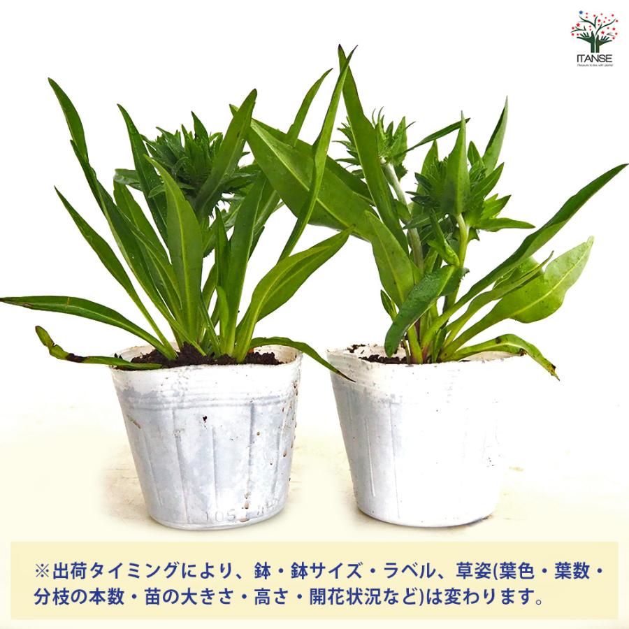 ストケシア 紫花 花苗 3.5号/1個売り 耐寒性 耐暑性 宿根草 繊細