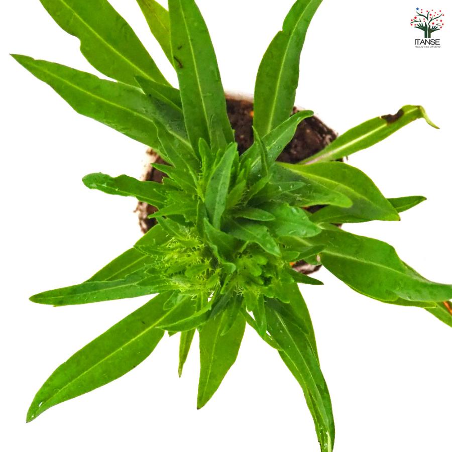 ストケシア 紫花 花苗 3.5号/1個売り 耐寒性 耐暑性 宿根草 繊細